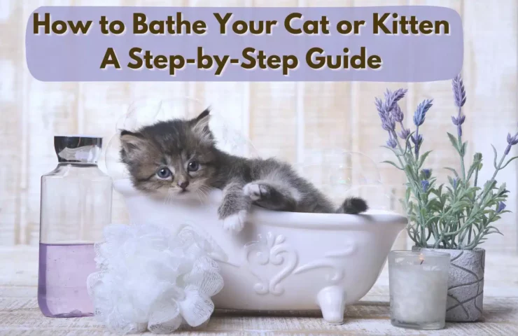 How to bathe a cat with Adorable Kitten in A Bathtub Relaxing